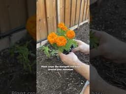 How to grow tomatoes at home (and get a bountiful harvest!)