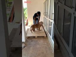 මම කිව්වා ඔයාට… හොද නැහැ පාරෙ නටන්න 😂😂 #funny #dog #viral #trending # bully #petlifelk #shorts