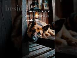 This is true! #dogs