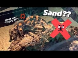 DO NOT put Tarantulas on SAND!