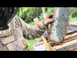 Draw Combs While Making Honey!