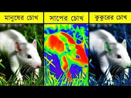 প্রাণীদের চোখে পৃথিবী দেখতে কেমন? How animal see the world?🤔