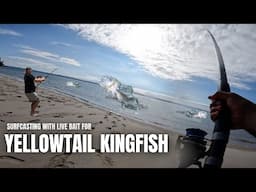 Surfcasting for Yellow Tail Kingfish NZ