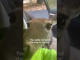 the deer of curiosity and friendliness 🥺🦌