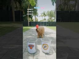 My dogs choose the winners of the NBA playoffs! #dogchallenge #goldendoodle #goldenretriever #nba