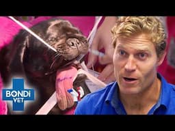 3 Hours of Bondi Vet Full Episodes | Bondi Vet