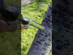Simple grafting tool in action 🔧🌱 #tree #grafting #shorts
