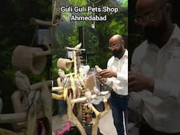 Hand Tamed Cockatiel #cockatiel #handtameparrot #shorts