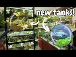 Incredible Fish Room… Then He Added These Tanks!
