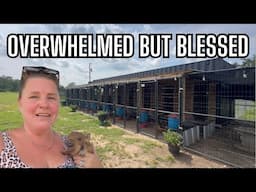 Why I  Haven't Been Posting Often… The Raw Unedited Truth from Our Chicken Hatchery + Ranch Life
