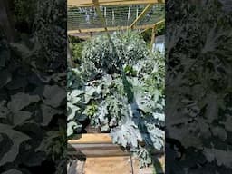 The Magic White Powder That Protects ALL Your Plants!