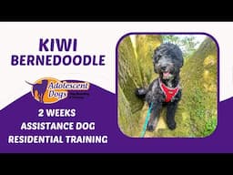 Kiwi the Mini Bernedoodle | 2 Weeks Assistance Dog Residential Training