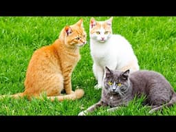 Beautiful kittens playing on the grass - Cat sounds, beautiful cat videos