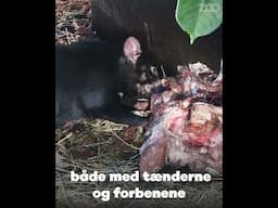 Djævleunger med temperament 😈