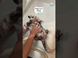 Opossum Bathtime || ViralHog