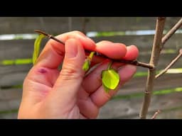 Did Hand Pollinating My Pawpaw Trees Actually Work? Baby pawpaw