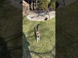 My kitties love outside time! #cats
