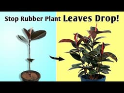 Stop Rubber Plant Leaves Falling Off - Rubber Plant Care Tips Indoors