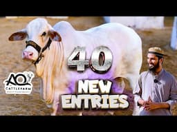 40 New Entries in a Week at AQ Cattle Farm | Part 02