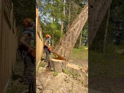 Husky 592 . #Logging #logger #treecutting #husqvarna