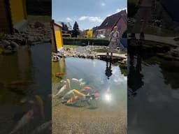 Rüdigers ehemaliger Teich 🦦🌞