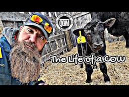 The Life of a Cow (Part 1)