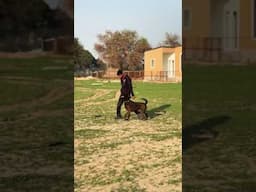Dutch shepherd @UnleashD