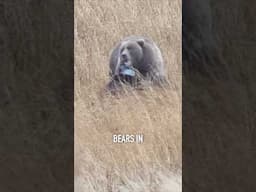 Spring is the best time to go brown bear hunting in most areas. #brownbear #grizzly