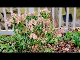 Mid April Walkabout & Garden Tour 🏵🪻🌸
