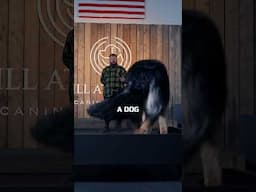 The POWER Of Place Training Your Dog