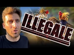 MI SONO INFILTRATO in un COMBATTIMENTO ILLEGALE di Galli