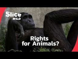Do Animals Have Rights? | SLICE WILD | FULL DOC