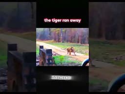 CAT IS MORE DANGEROUS THAN TIGER #funny #animallife #animallovers #cat #catblogger