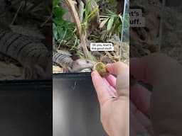 What I Feed My Pink Tongue Skink