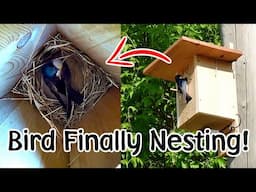 Bird Nesting in Custom Birdhouse - Lots of Action on the Farm