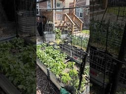 So Much Growth in Just 2 Weeks - Front Yard Garden