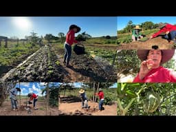 Mais de 14 espécie de frutíferas plantadas no novo pomar/ plantio na Horta/ trabalho em família
