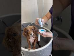 Puppy Spa Day with Hydra Senses Care 💙#hydra #doggroominglife #dogs #puppy