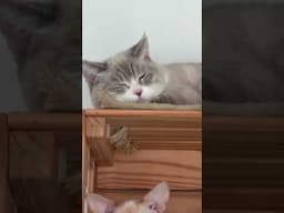 Zzzz....