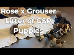 GSP Puppies - Rose x Grouser Litter Born 2/22/25