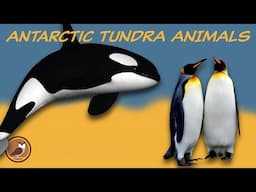 Animals of the Antarctic Tundra Biome 🐧 Penguins, Seals, Orca