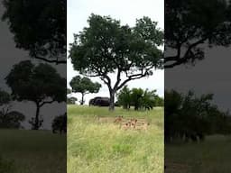 Lions Camouflage in Grass as Massive Elephant Herd Approaches Them!