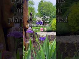 Don’t make this mistake when planting bearded irises! 🌸