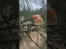 David Attenborough in the Australian outback... #food #adventureexploring #shortvideo