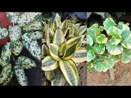 O encanto das Plantas Variegatas!