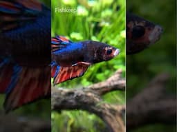 Building a Betta tank in the Fluval Betta Premium Aquarium Kit!