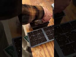 Seed Cold Stratification Experiment!