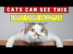 Your Cat Can Spot THIS in Your House—But You'll Never Notice