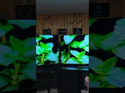 Eu não Acreditei TCL C6k VS LG OLED C4
