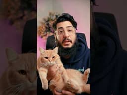 Adopting Healthy Cats: Avoiding Fraud and Ensuring a Positive Experience. #cat #kitten